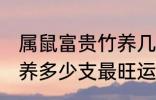 属鼠富贵竹养几支最旺运 属鼠富贵竹养多少支最旺运