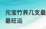 元宝竹养几支最旺运 元宝竹养多少支最旺运