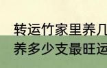 转运竹家里养几支最旺运 转运竹家里养多少支最旺运